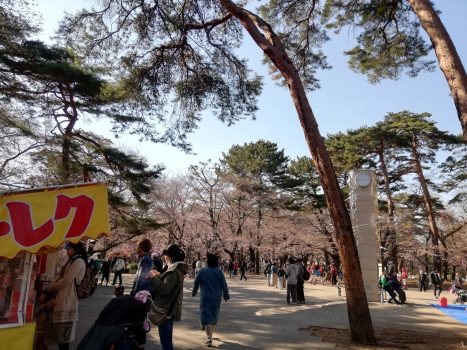 桜咲く大宮公園
